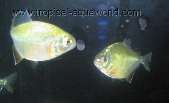 Pristobrycon denticulatus