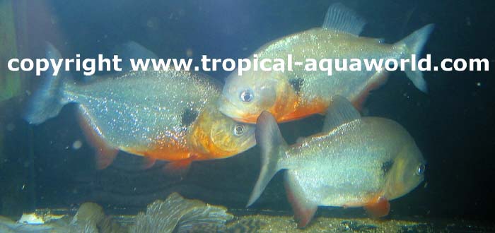 Pygocentrus Cariba 1