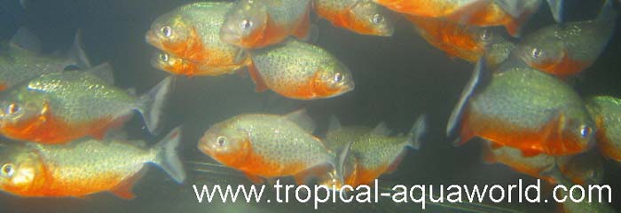 Pygocentrus Nattereri super red Belly