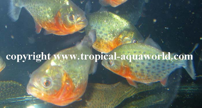 Pygocentrus Natteri   Red Belly