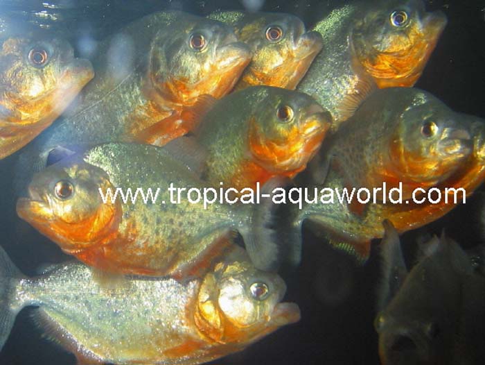 Pygocentrus Natteri Red Belly