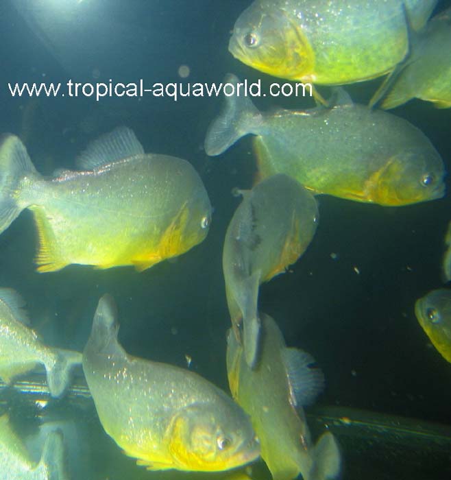 Pygocentrus Ternetzi