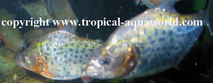 Serrasalmus Eigenmani