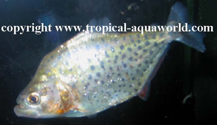 Serrasalmus Eigenmani2