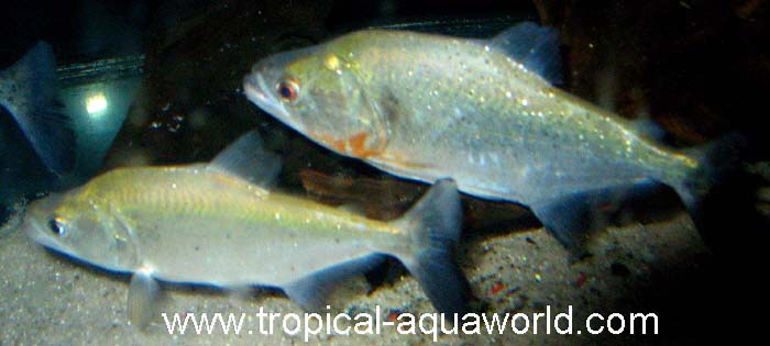 Serrasalmus Elongatus S