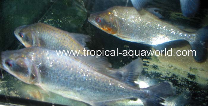 Serrasalmus Elongatus black mask