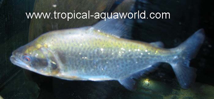 Serrasalmus Elongatus black mask2