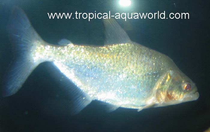 Serrasalmus Elongatus