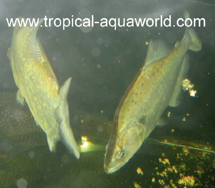 Serrasalmus Geryi2