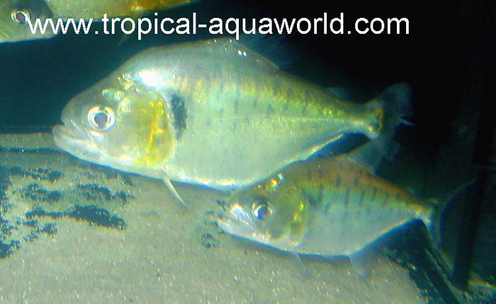 Serrasalmus Manueli2