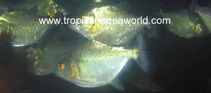 Serrasalmus Rhombeus - gold