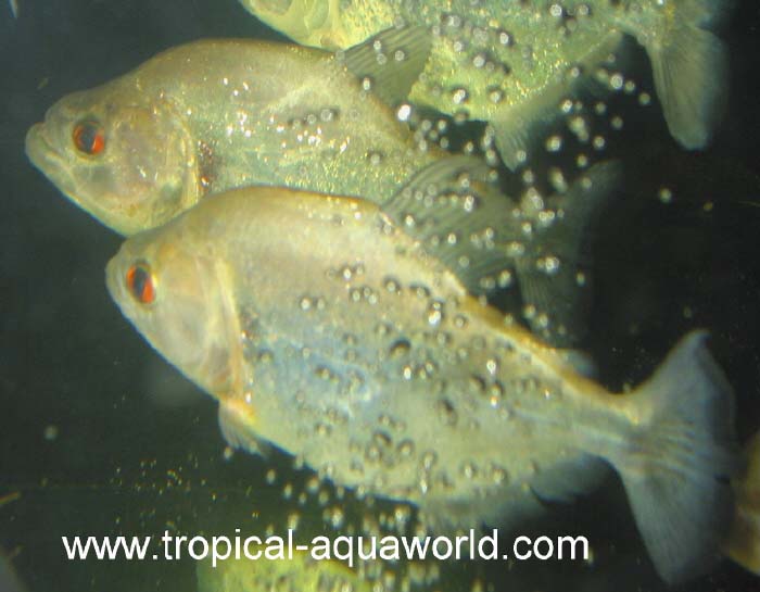 Serrasalmus Rhombeus -Xingu