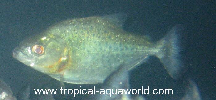 Serrasalmus Rhombeus S