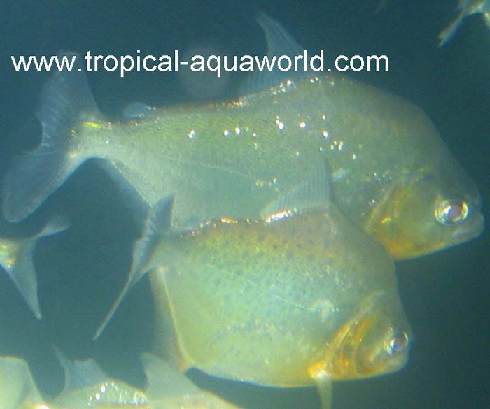 Serrasalmus Sanchezi