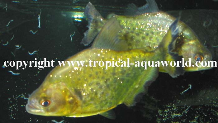 Serrasalmus Spilopluera  Gold Piranha
