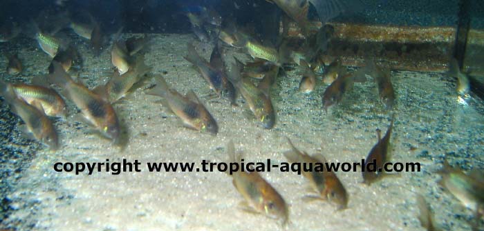 Corydoras Aeneus