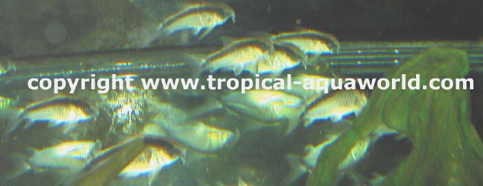 Corydoras Arcuatus