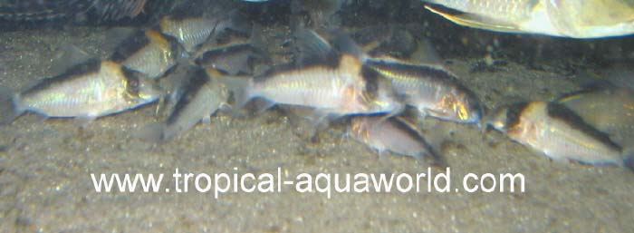 Corydoras Imitator