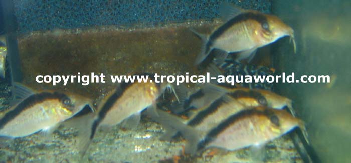 Corydoras Narcisus