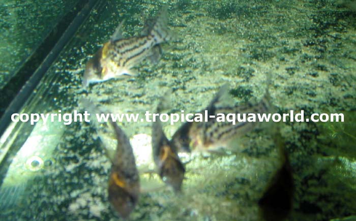 Corydoras Punctatus