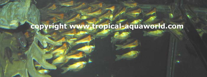 Corydoras Rabauti
