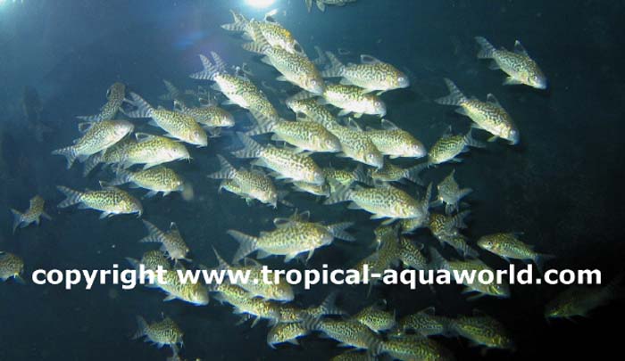 Corydoras Reticulatus