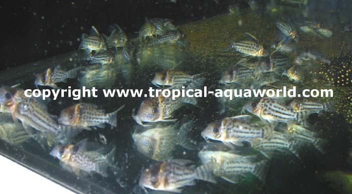 Corydoras Schwartzi