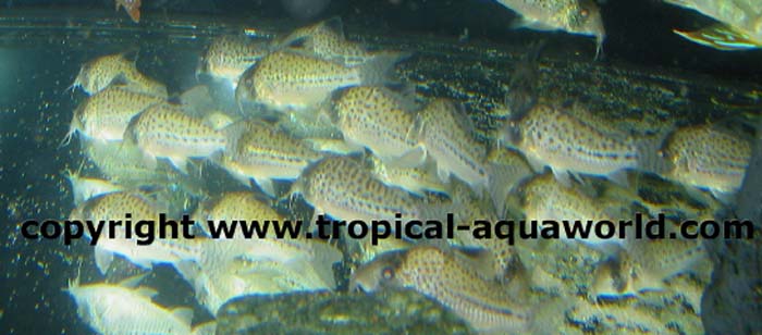 Corydoras Sichry