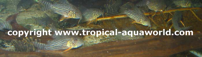 Corydoras Sterbai