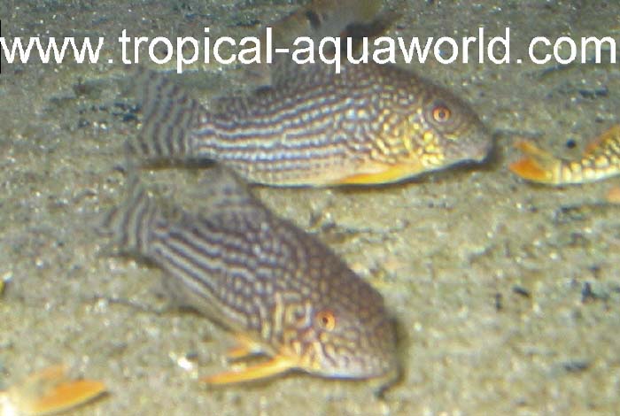 Corydoras Sterbai1