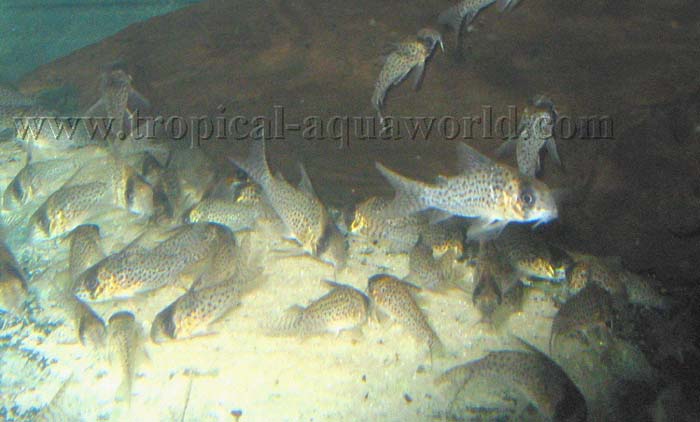 Corydoras atropersonatus