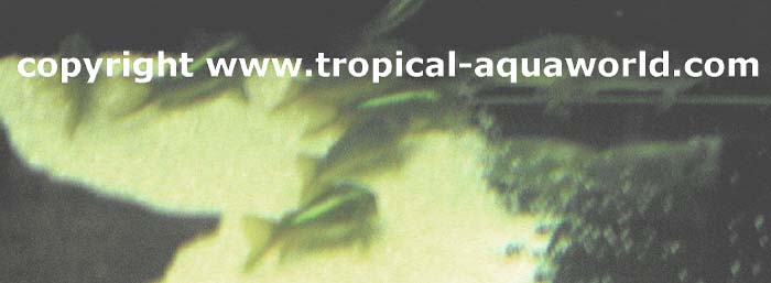 Corydoras cf. Green Flurecent