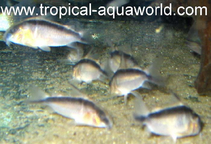 Corydoras cf. arcuatus