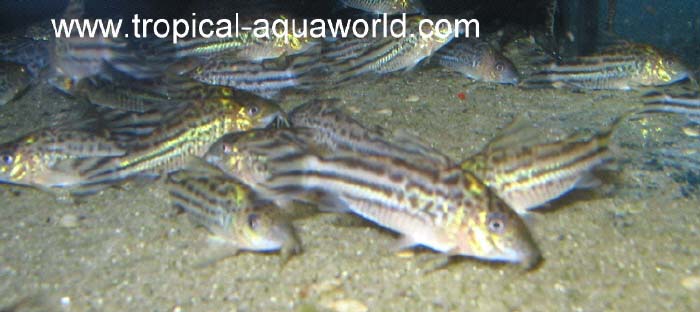 Corydoras robinae