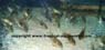 Corydoras Aeneus