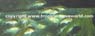 Corydoras Arcuatus