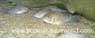 Corydoras Julii