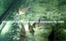 Corydoras Punctatus