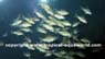 Corydoras Reticulatus