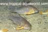 Corydoras Sterbai1