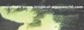 Corydoras cf. Green Flurecent