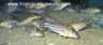 Corydoras robinae
