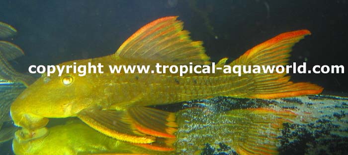 L 24 Pseudacanthicus sp. Serratus