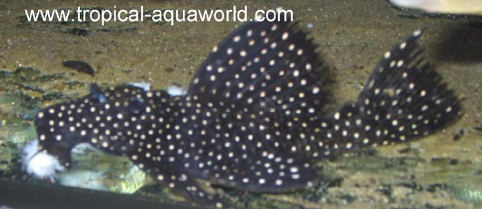 L 240 Leporacanticus sp1
