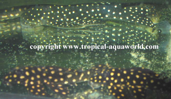 L 241a Leporacanticus sp. II