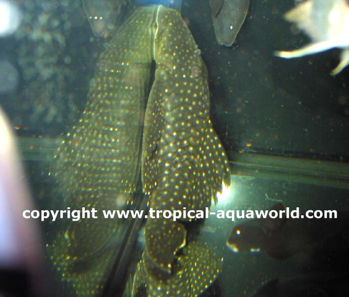 L 26 Baryancistrus Niveatus