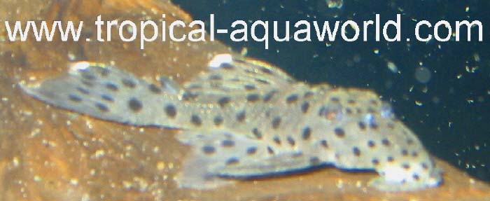L 264 Leporacanthicus joselimaianus