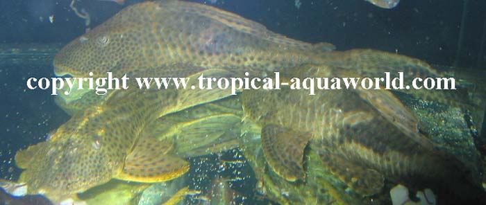 L 266 Hypostomus sp