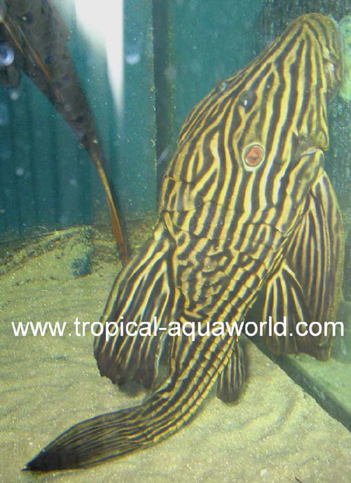 L 27 Panaque sp. cf. nigrolineatus Xingu