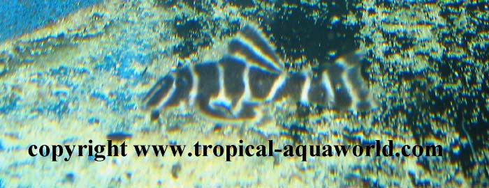 L 270 Hypancistrus sp